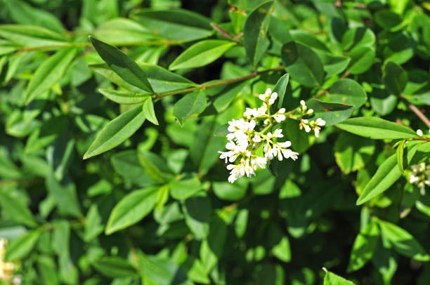 privet inflorescence at summer hedge green leaves and white flowers of a blooming privet hedge privet stock pictures, royalty-free photos & images