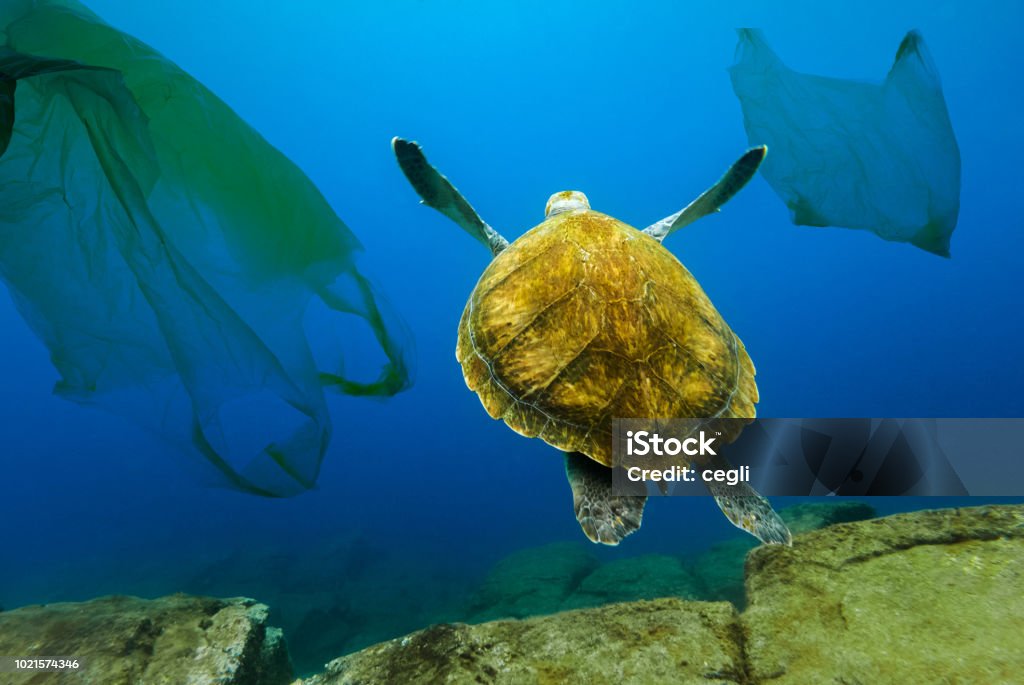 Underwater turtle floating among plastic bags. Concept of pollution of water environment. Plastic Stock Photo