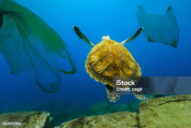 Underwater Turtle Floating Among Plastic Bags Concept Of Pollution Of Water Environment Stock Photo - Download Image Now
