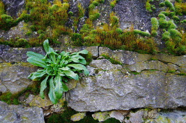 istock Brittle rock face with moss growth and green plant 1021577512