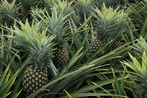Two ripe pineapples growing on plantation, Azores