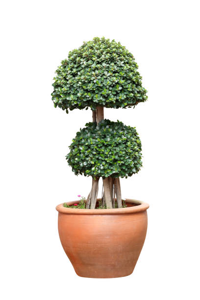 istock Bonsai tree in pot isolated on white background 1021580608