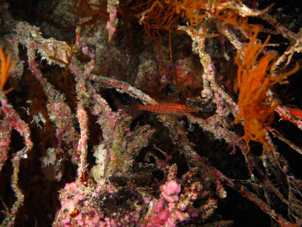 istock Little red fish in Sipadan, Malaysia 1021580714
