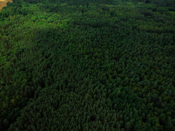 istock Aerial drone view over evergreen forest 1021583980