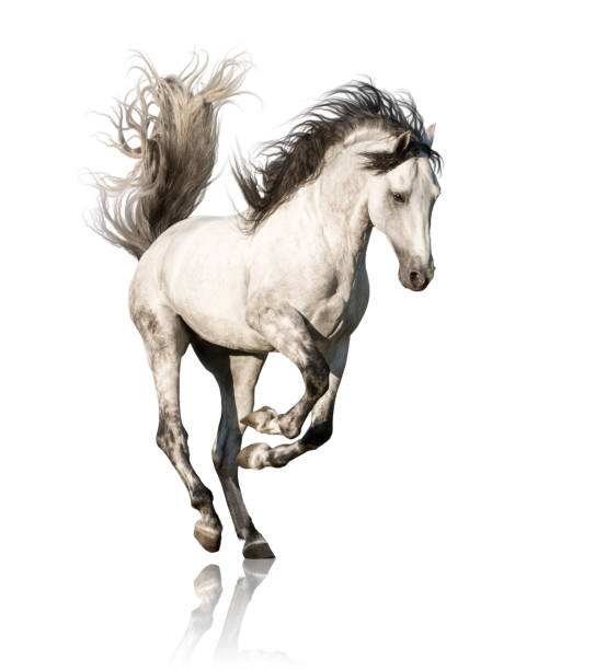 istock White Andalusian horse with black legs and mane galloping isolated on white background 1021586434