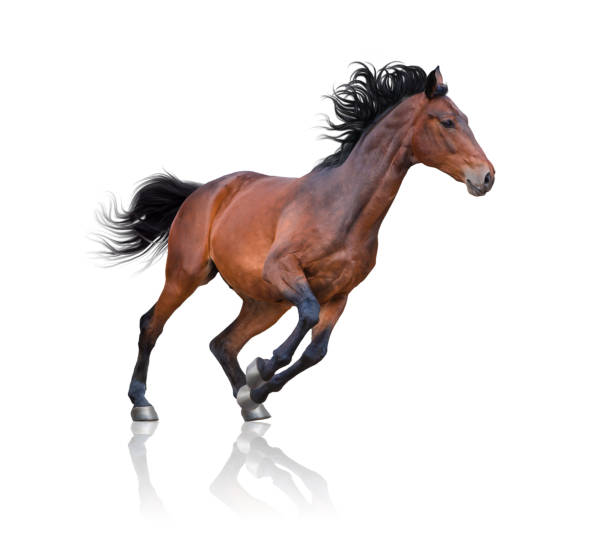 istock Bay horse runs on white background 1021586460