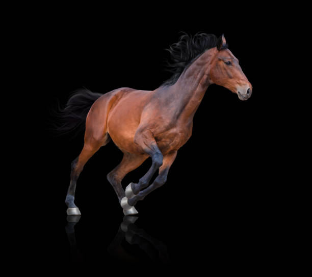 istock Bay horse runs on black background 1021586466