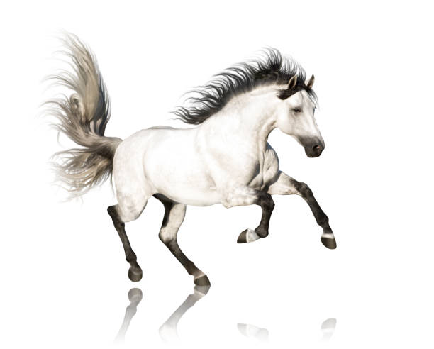 istock White Andalusian horse with black legs and mane galloping isolated on white background 1021586482