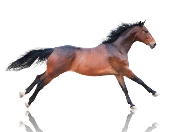 istock Bay horse runs on white background 1021586502