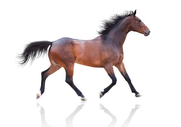 istock Bay horse runs on white background 1021586512