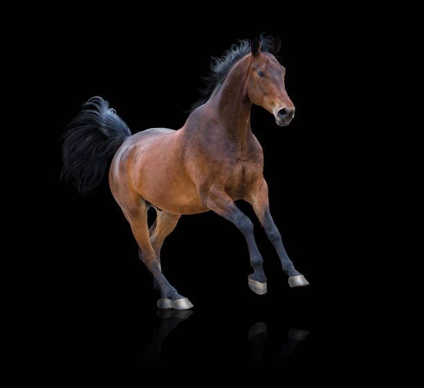 istock Bay horse runs on black background 1021586514