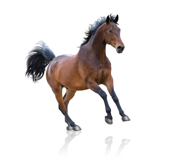 istock Bay horse runs on white background 1021586526