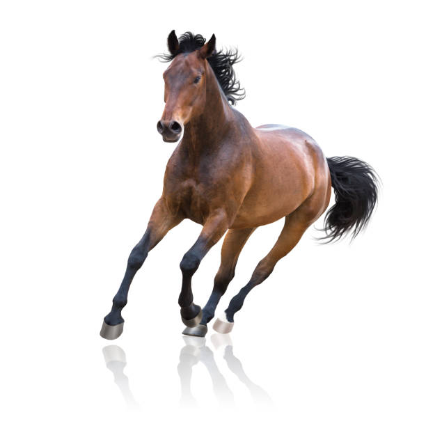 bay horse runs on white background - photography running horizontal horse imagens e fotografias de stock