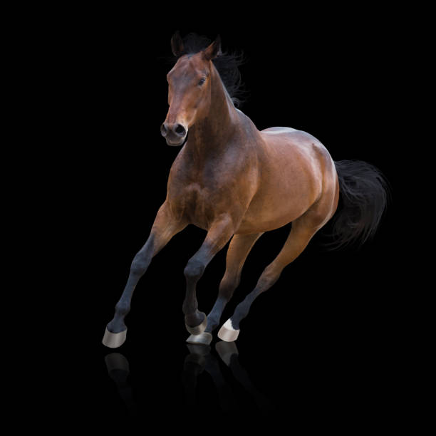 istock Bay horse runs on black background 1021586532
