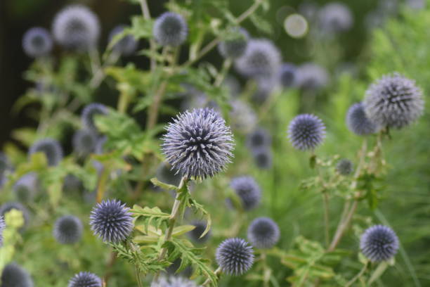 istock Blue echinops and pink flowers in lacock 1021586598