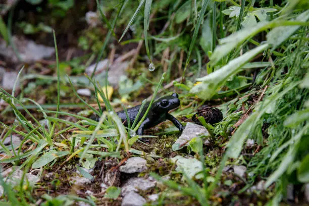 This black salamander was sitting next to a hiking path and moving slowly due to the cold, wet weather