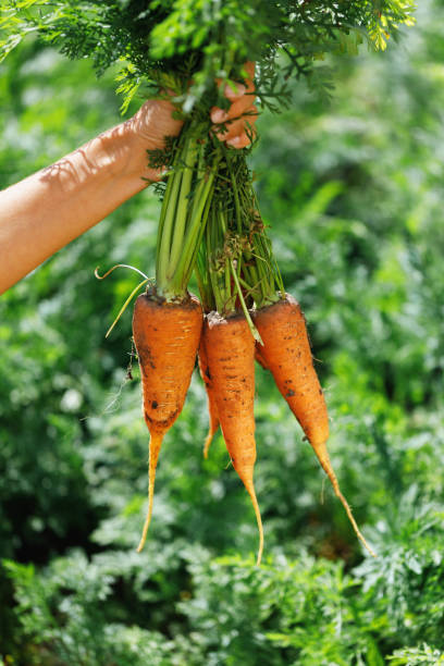 istock Home harvest: freshly picked carrots in hand, close-up 1021587054