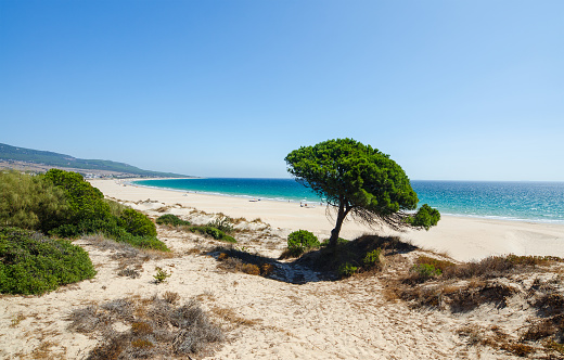 View of the Atlantic ocean, beautiful long beach and lonely pine from dune of Bolonia on the Atlantic coast of Tarifa, Province of Cadiz, Andalusia, Southern Spain.