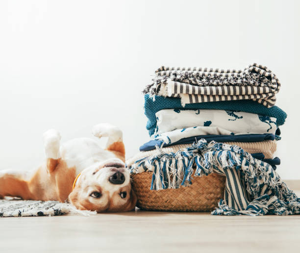 Beagle dog lies on floor near the basket with laundry stock photo