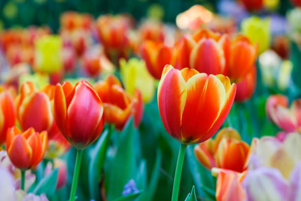 チューリップの花背景、春、色とりどりのチューリップ草原自然をクローズ アップ - チューリップ ストックフォトと画像