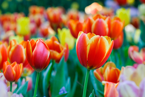 Tulips  are a genus of spring-blooming perennial herbaceous bulbiferous geophytes . The flowers are usually large, showy and brightly colored, generally red, pink, yellow, or white.
