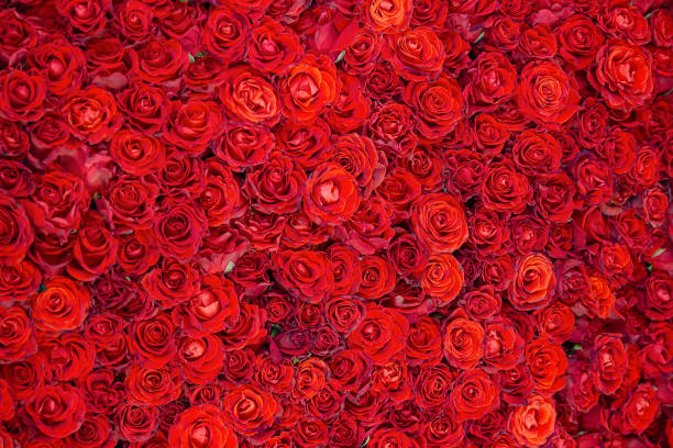 美しい赤いバラの背景をお祝いします。花 - dozen roses rose flower arrangement red ストックフォトと画像