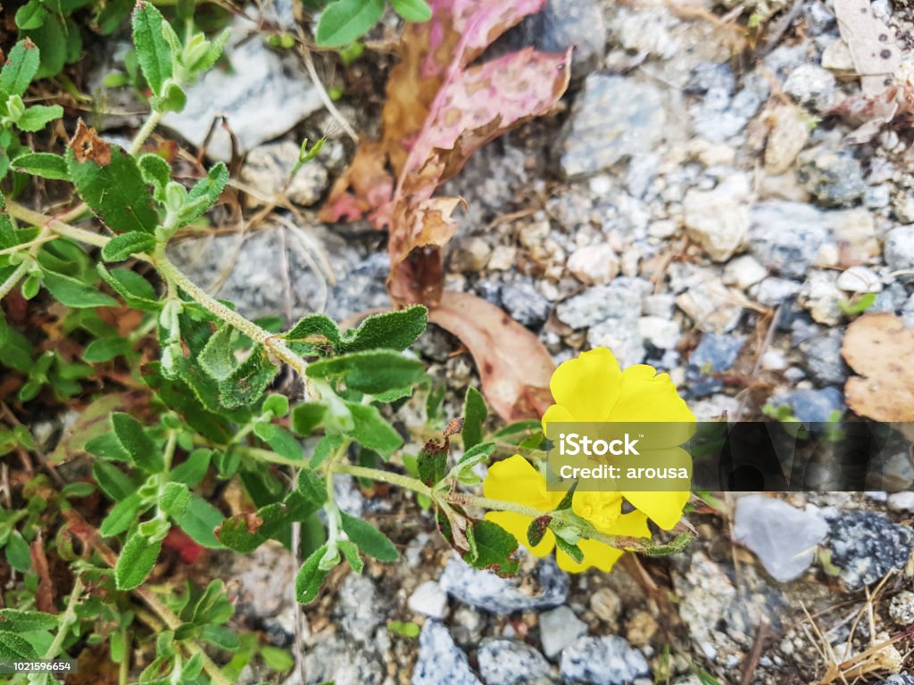 Común [rock rose - Foto de stock de Amarillo - Color libre de derechos