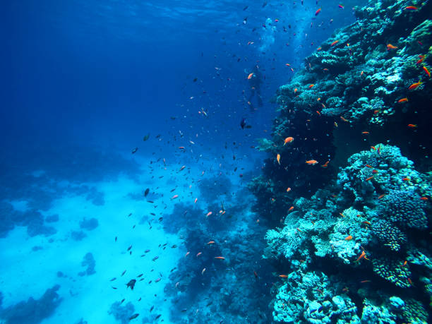 istock Under the water, coral reef with plenty of fish 1021596862