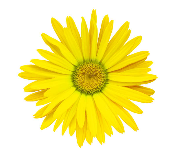 istock Yellow  flower chamomile on a white isolated background with clipping path.  Closeup no shadows. Garden  flower. Nature. 1021599798