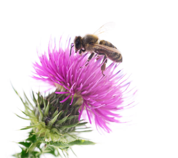istock Honey bee on pink flower. 1021603202