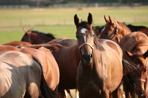 istock Horses in the pasture 1021605602