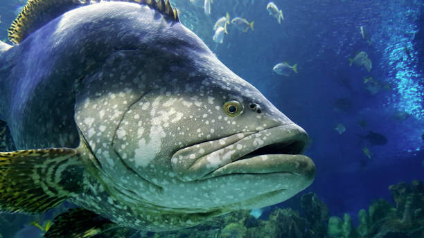 istock Grouper in the aquarium 1021605622