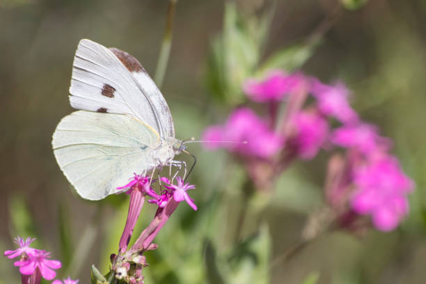 istock Green-veined white detailed white pieris napi on a purple flower composition 1021608388