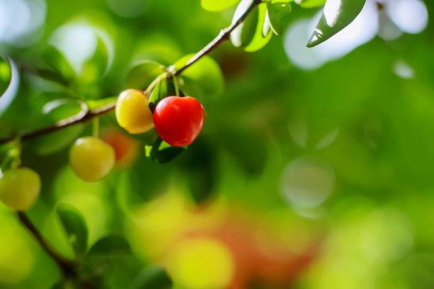 istock Wild fruit with green background is a blurry scene. 1021608950