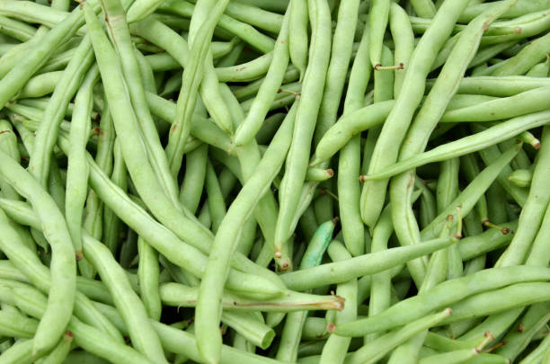 istock Green French beans 1021614758