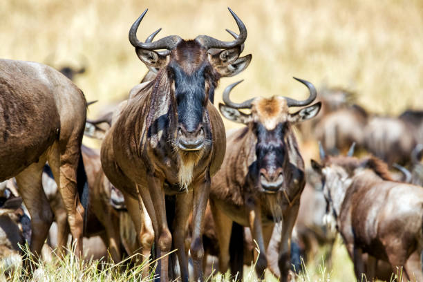 중대 한 이동에서 wildebeests - masai mara national reserve safari animals close up kenya 뉴스 사진 이미지