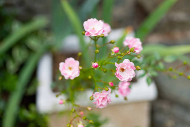 Flowers in the wild