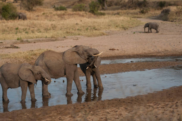 istock Two baby elephants standing in water with  trunks locked 1021626408