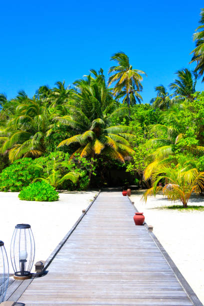 istock Wood path on white sand and palm forest 1021628546