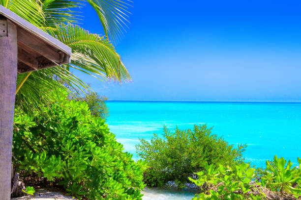 istock White sand beach with palm trees and bushes at turquoise ocean with cloudless sky 1021628800