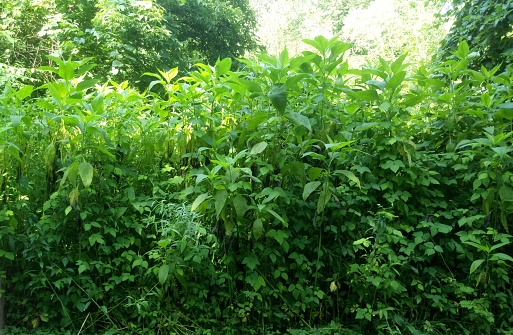 Bright Green Foliage