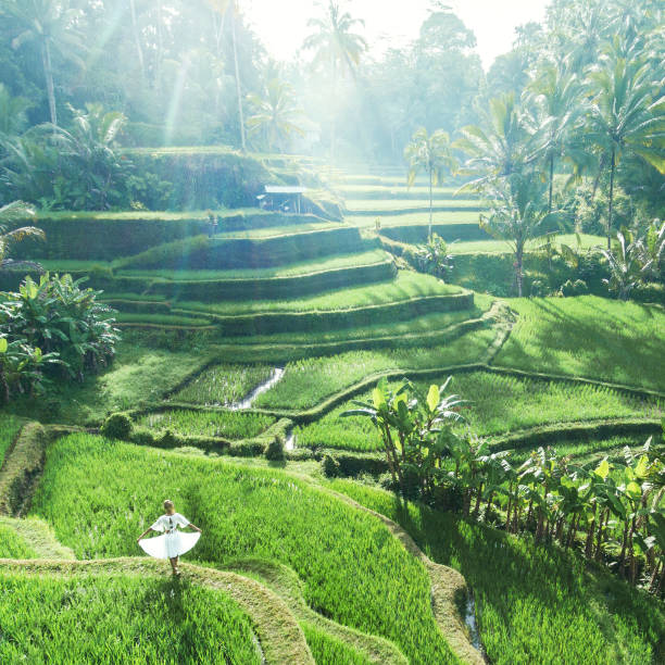 멋진 발리 - bali indonesia rice paddy rice 뉴스 사진 이미지
