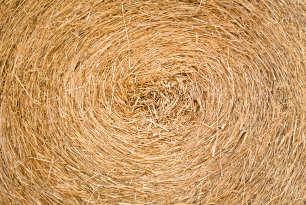 istock Background of rice straw rolls 1021635172