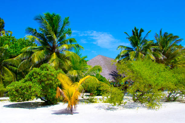 tropical Maldives island with white sandy beach and sea