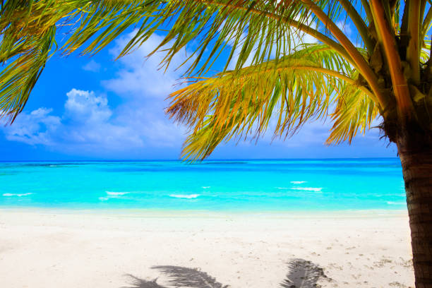 istock Dream beach with palm trees on white sand and turquoise ocean 1021637792