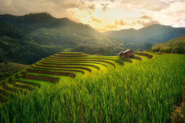 Terraced Rice 81,200+ Terraced Rice Fields Stock Photos, Pictures & Royalty-Free ...