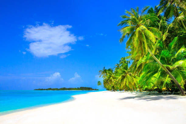 istock Dream beach with palm trees on white sand and turquoise ocean 1021638548