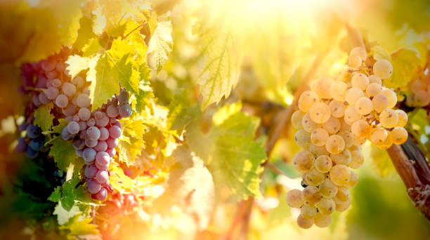 traube - weißen und roten trauben (wein riesling-traube) an reben - sunlit grapes stock-fotos und bilder