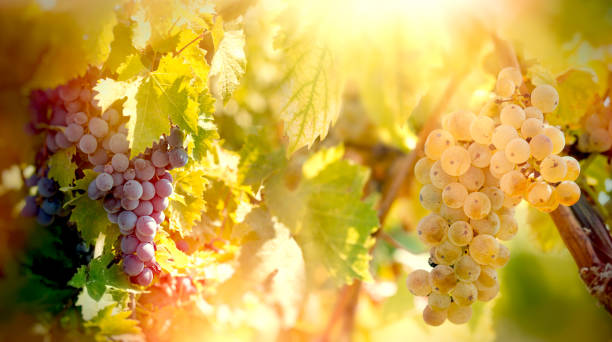 grape - raisins blancs et rouges (cépage riesling vin) sur des vignes - sunlit grapes photos et images de collection