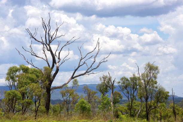 istock Leafless tree and storm clouds in the Atherton Tableland in Queensland, Australia 1021640700
